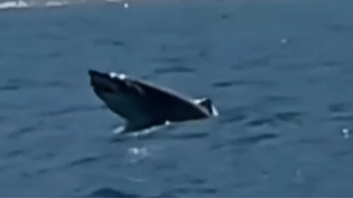 Tubarão ameaçado de extinção salta no mar de Ilhabela