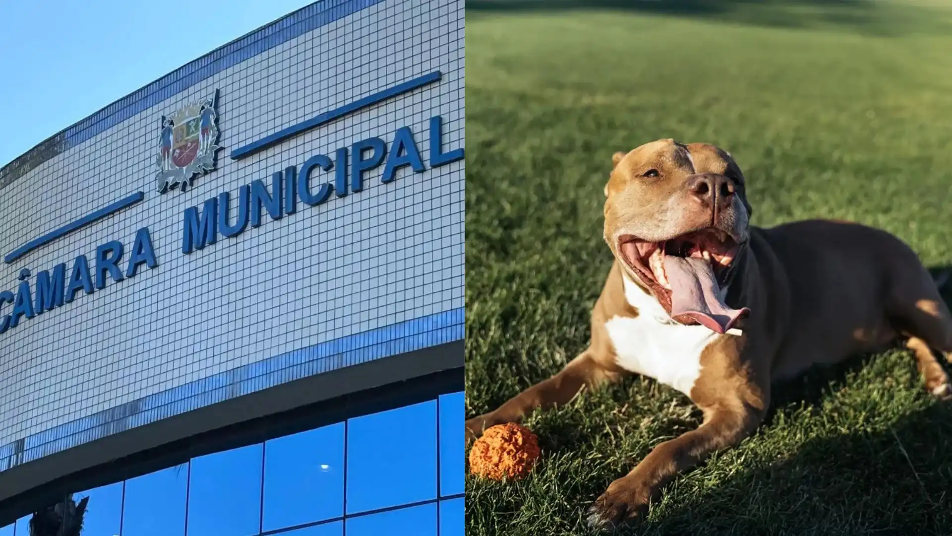 São José dos Campos pode ser a primeira cidade do país a exigir seguro obrigatório para tutores de cães perigosos