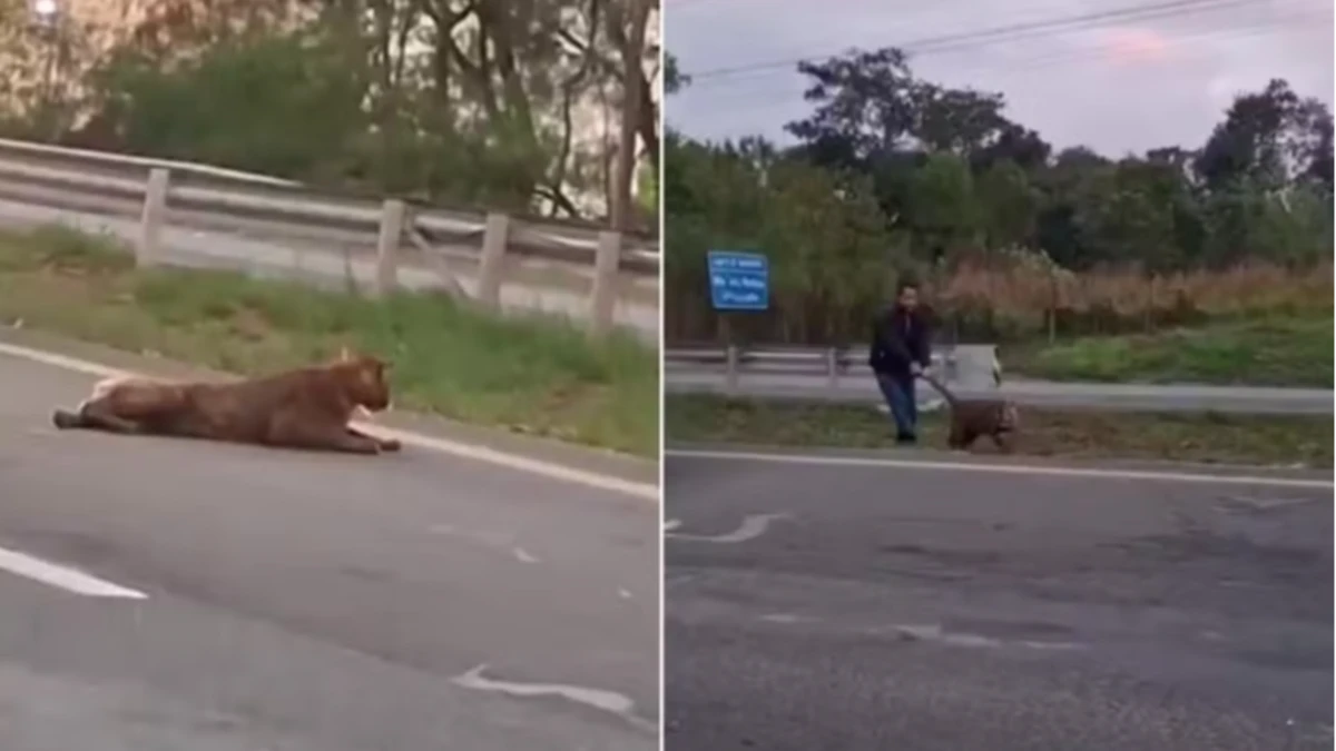 Onça-parda é puxada pelo rabo em rodovia de SP