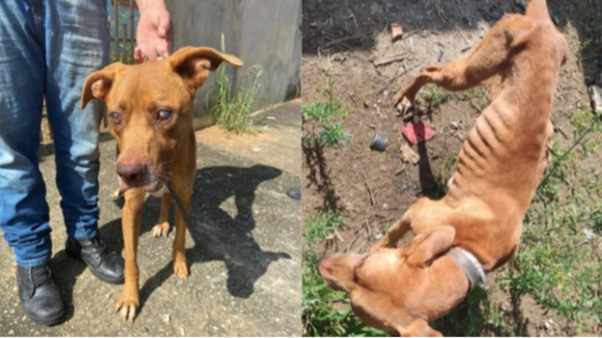 Mulher é presa por maus-tratos a cachorro em Pindamonhangaba