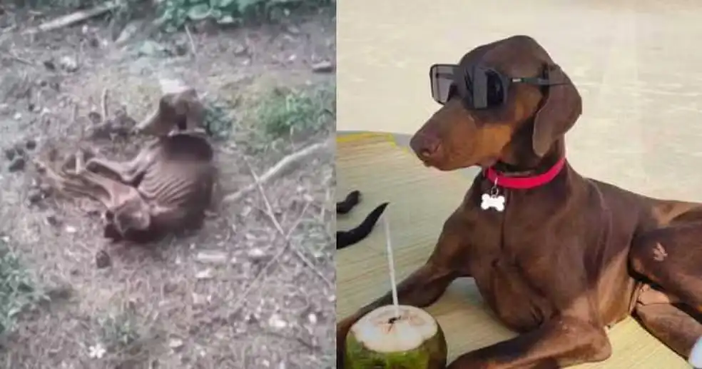 De abandono a vida de rei: Dobermann resgatado no Paraná hoje é puro charme