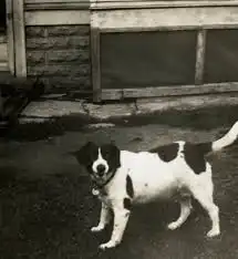 Criador e criatura: o cachorro real por trás de Snoopy