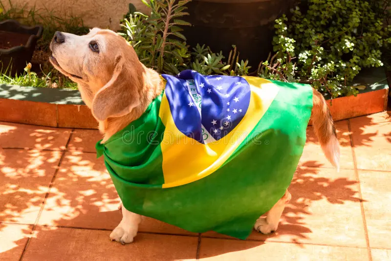Copa do Mundo exige cuidados para proteger cães e gatos do estresse durante as comemorações