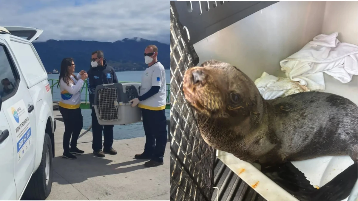 Lobo-marinho é resgatado no Canal de São Sebastião