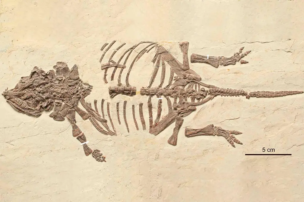 Filhotes de dinossauros blindados são identificados na China após 20 anos de estudos 
