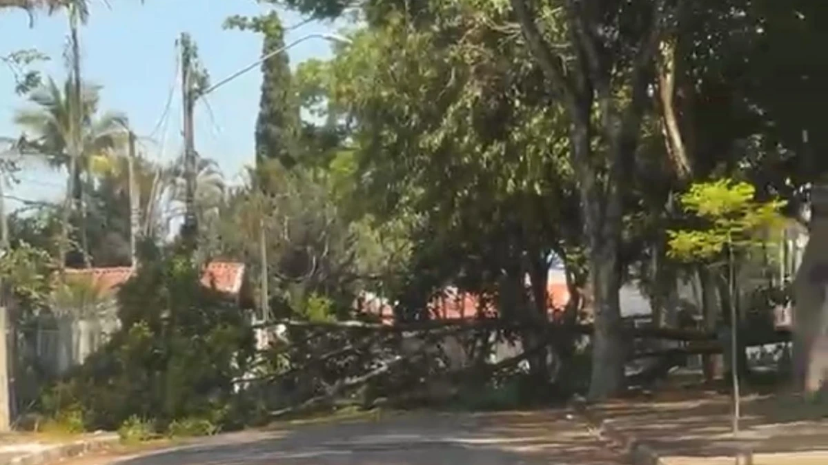 Árvore cai sobre rede elétrica e provoca faíscas no Jardim Alvorada
