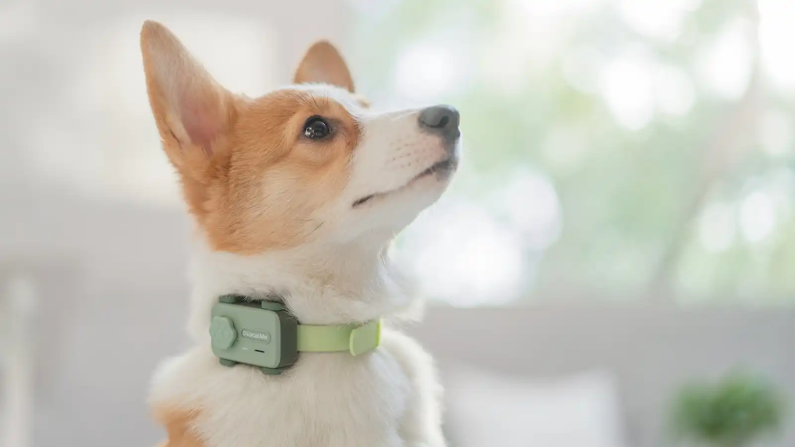 Seu cachorro poderá “ligar” para você? Conheça a nova coleira inteligente