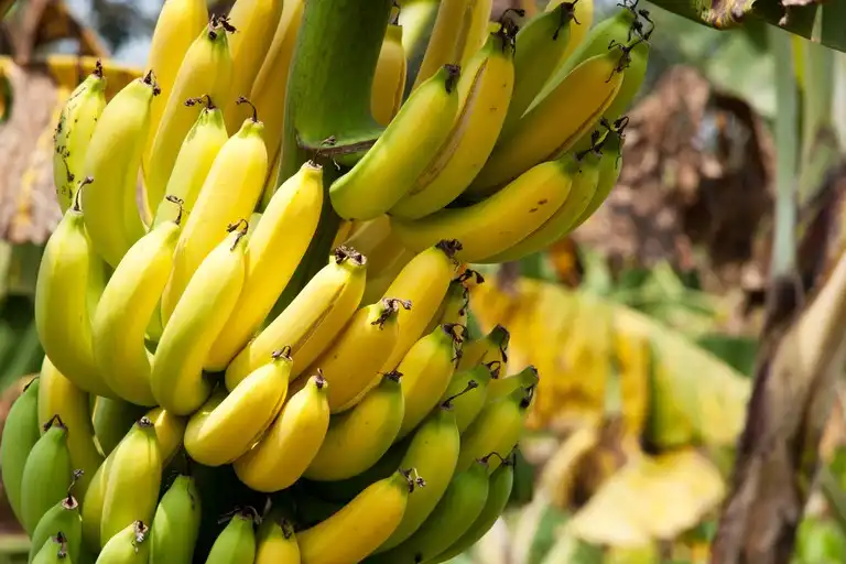 Paraibuna incentiva agricultura familiar no plantio de banana