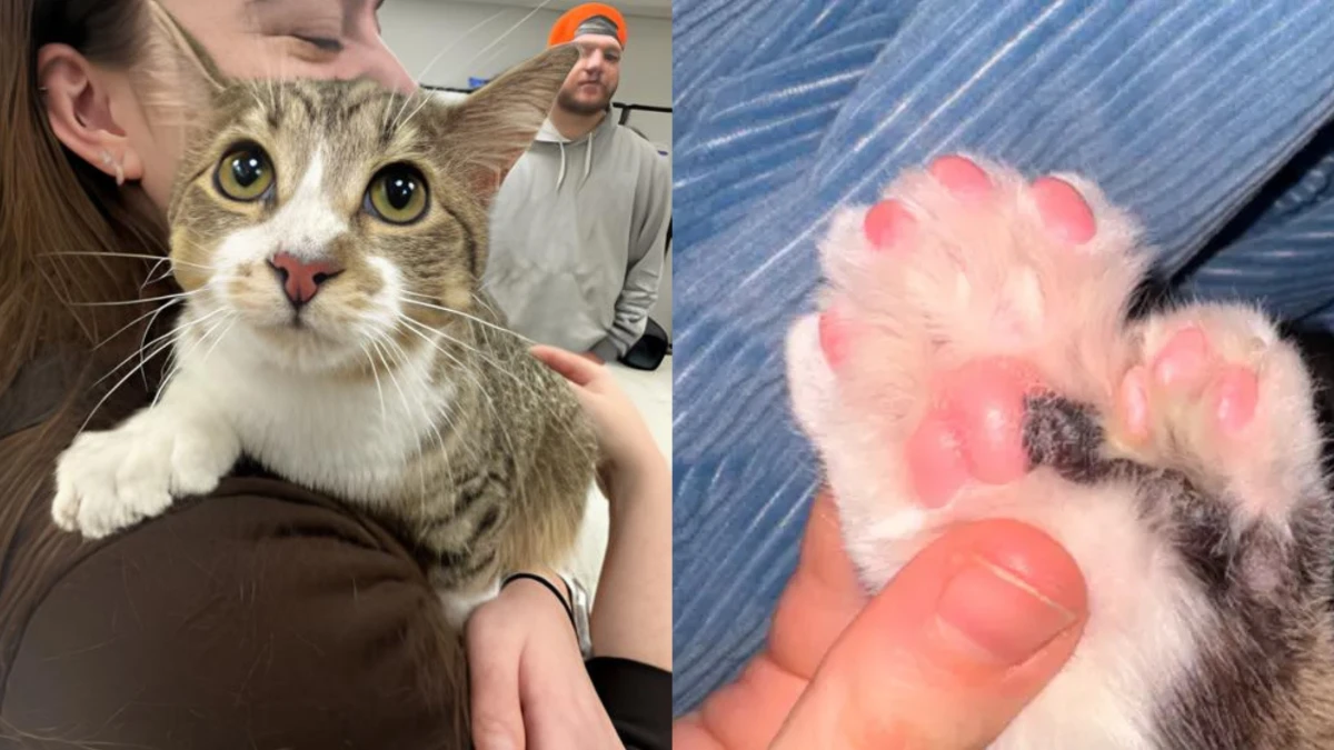 Toby, o gato com 28 dedos, conquista título no Guinness World Records