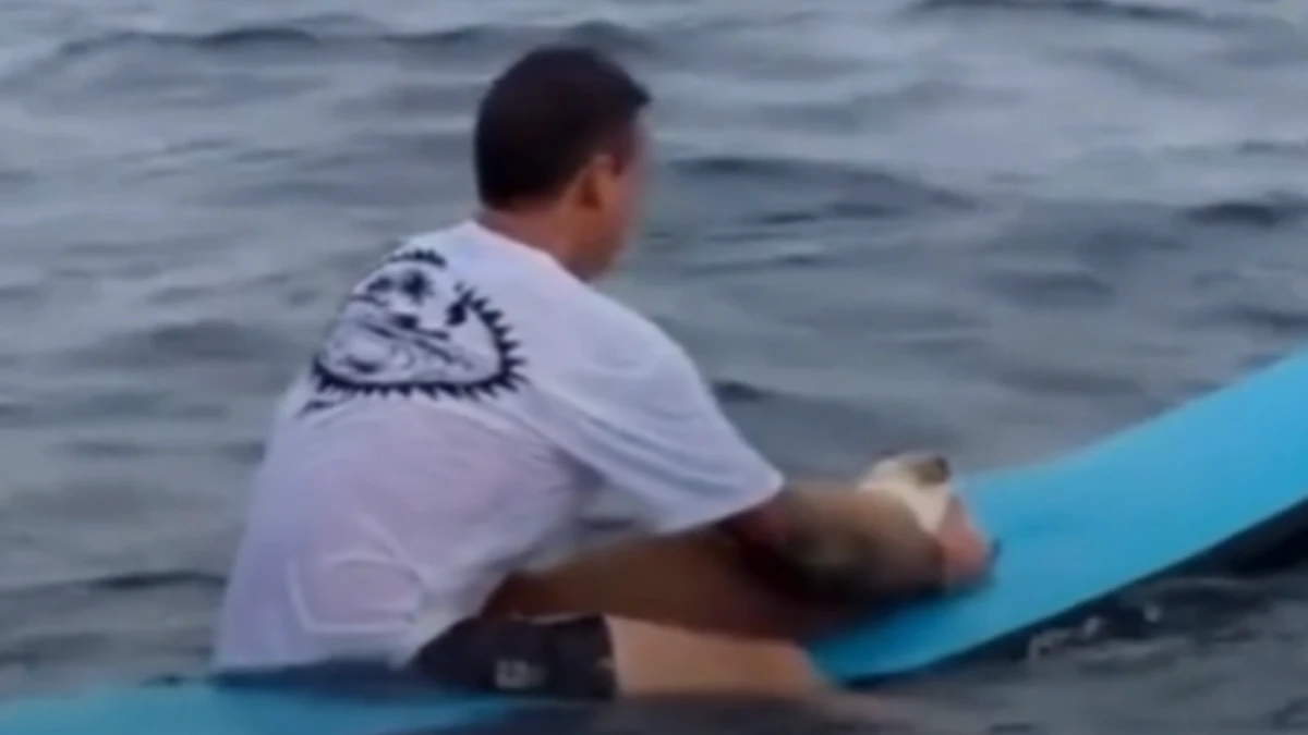 Surfista se despede da cadela no mar e emociona internautas