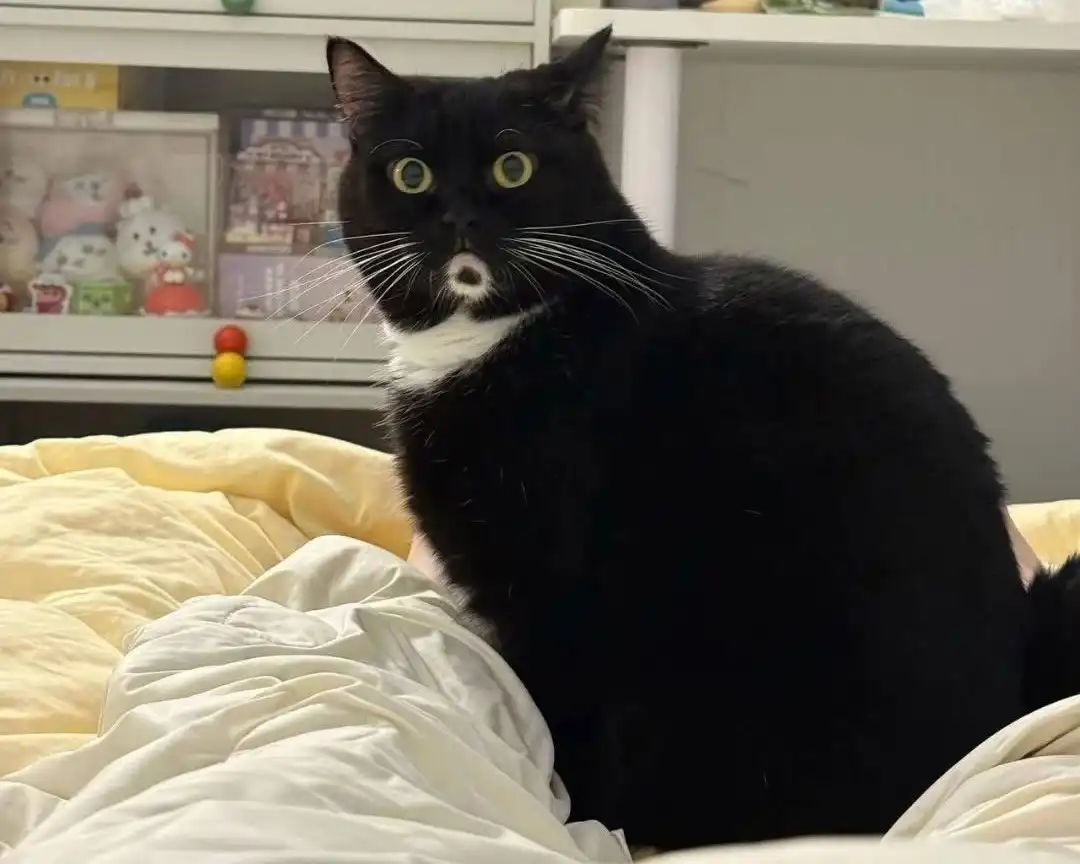 Gatinho com mancha na boca parece estar sempre surpreso