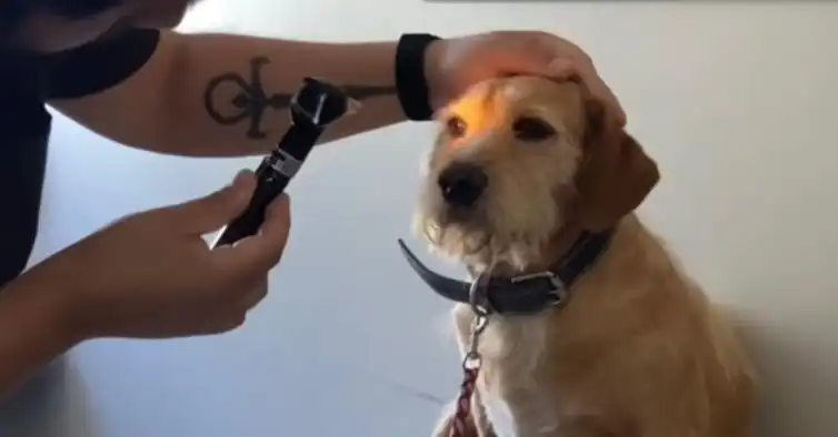 Veterinários resgatam cão com suspeita de cegueira, mas apenas ignorava todo mundo