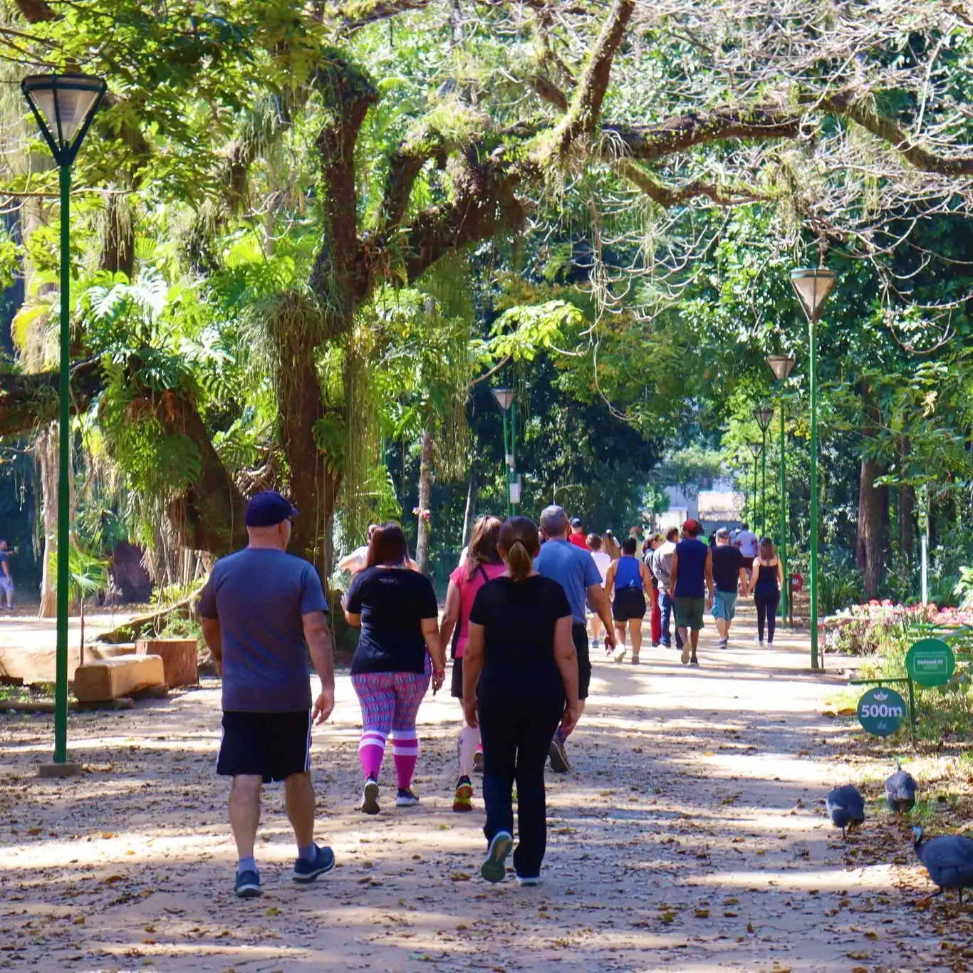 Caminhada é subestimada e pode ter efeitos poderosos na saúde, dizem especialistas