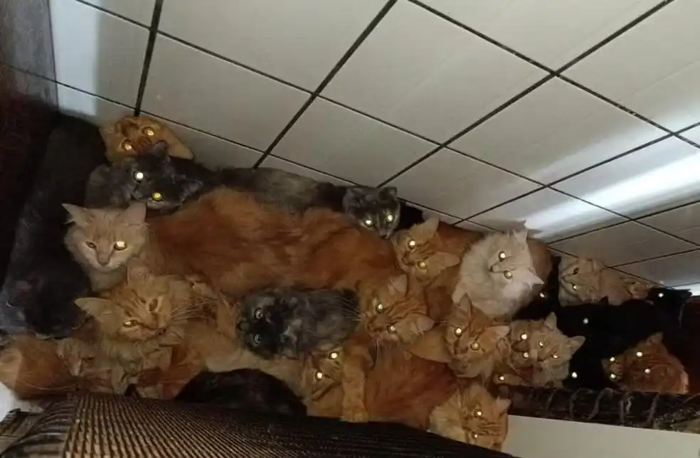 Mulher que acumulou 400 gatos em apartamento é indiciada pela Polícia em Santa Catarina