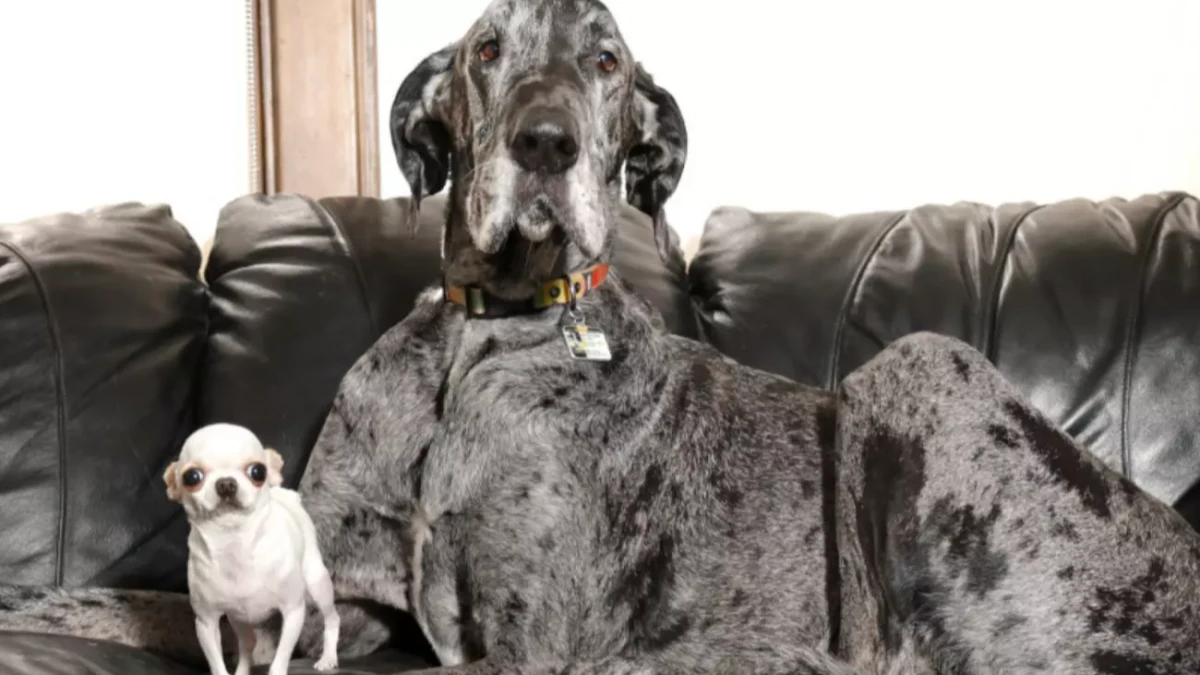 Por que cães grandes vivem menos que os pequenos? Estudo aponta possível explicação