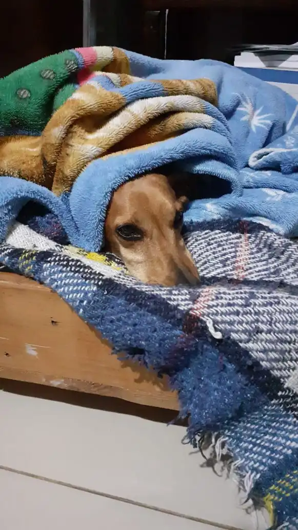 Ong de proteção aos animais arrecada roupas e cobertores para pets abandonados
