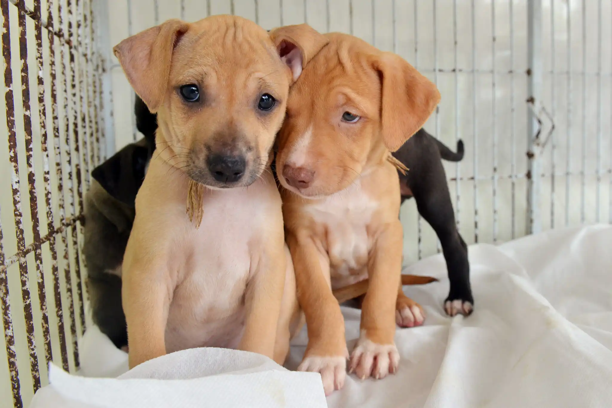 Mutirão de castração tem 70 vagas para cães e gatos machos em Jacareí