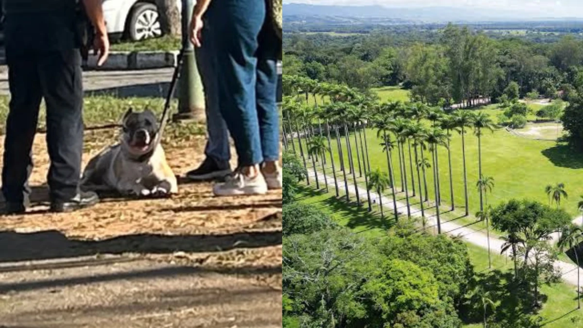 Tutora denuncia ataque de pitbull sem focinheira em área pet do Parque da Cidade