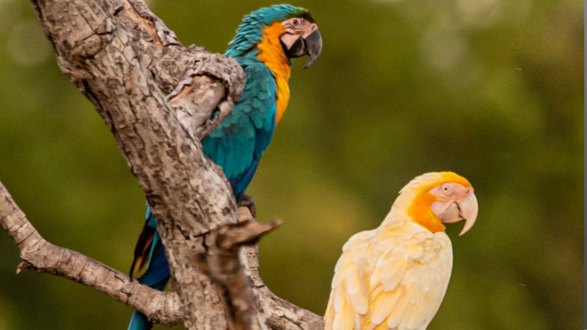 Arara com plumagem rara em tons dourados é registrada no Brasil