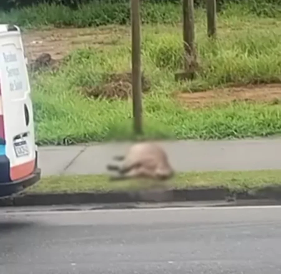 Duas capivaras morrem atropeladas no Urbanova em São José dos Campos