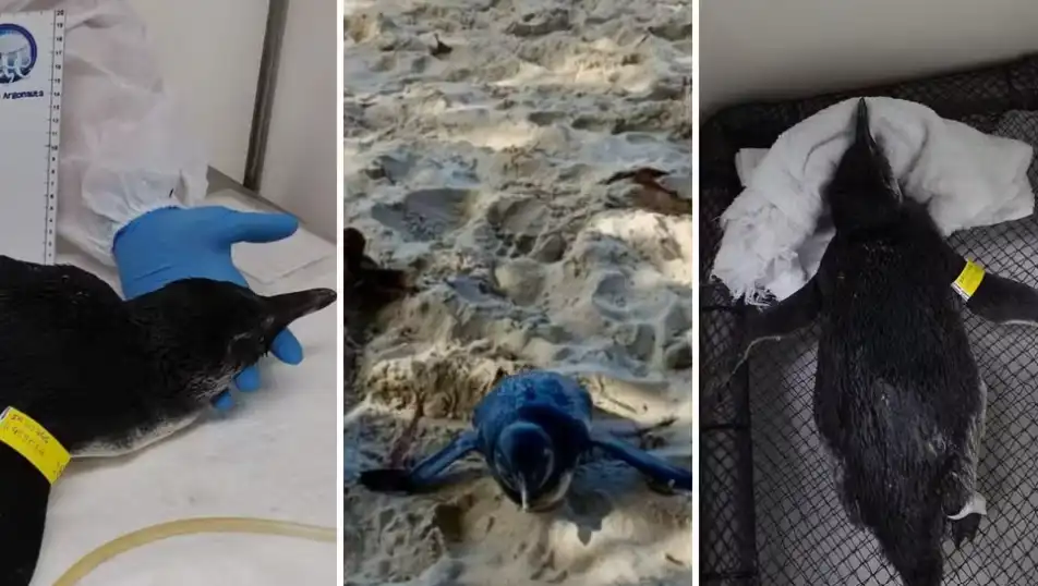 Pinguim é resgatado debilitado em praia de Ubatuba