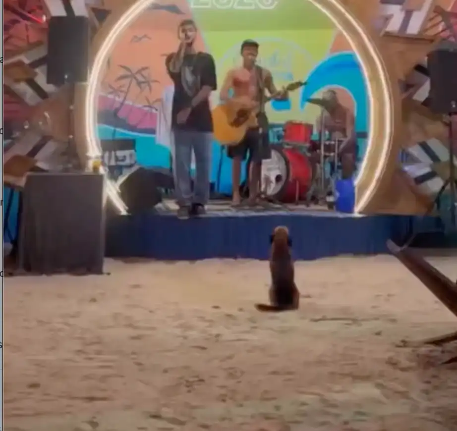 Pets: cachorro viraliza com animação em show; veja o vídeo