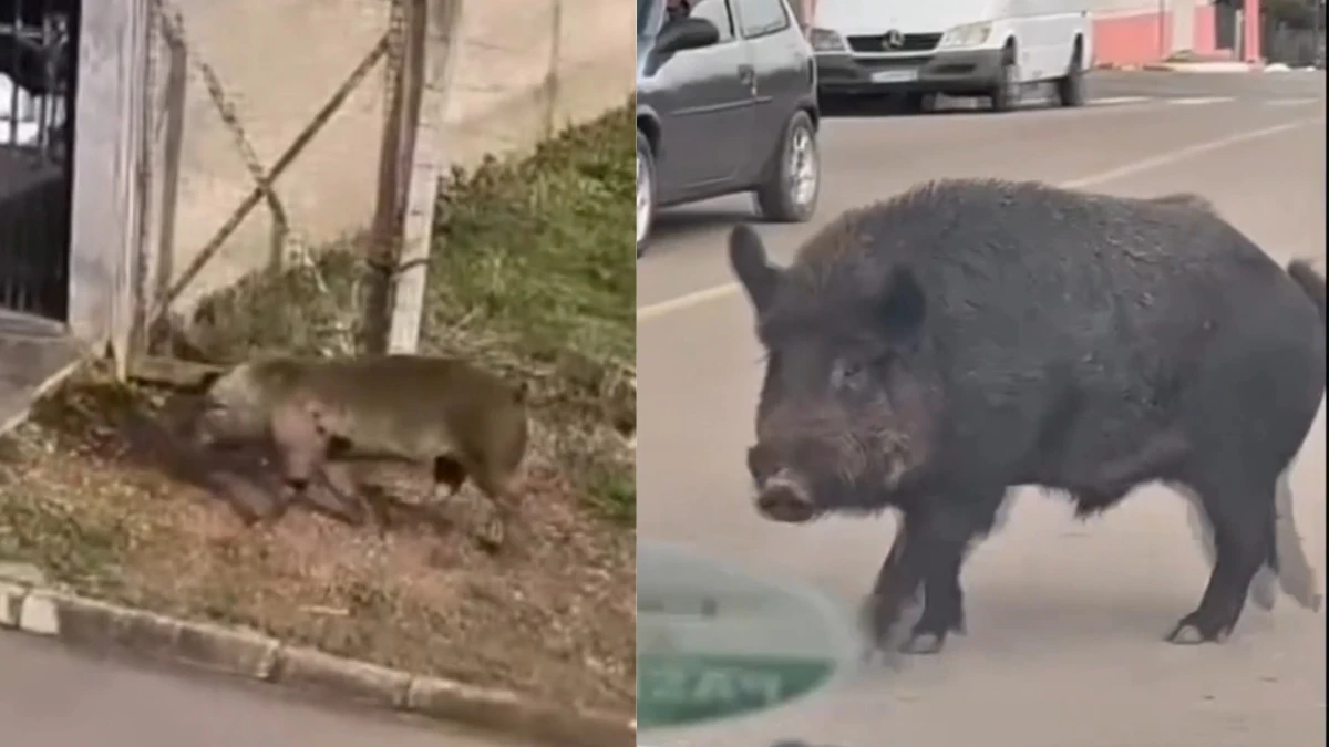 Presença de javalis assusta moradores no interior do Rio Grande do Sul