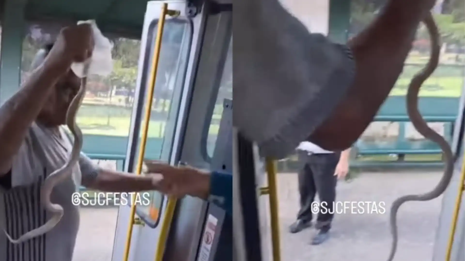Cobra é encontrada em ônibus da linha 202 e assusta passageiros em São José dos Campos