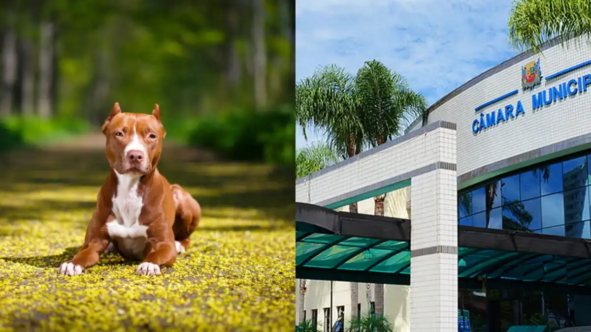 Câmara de São José dos Campos analisa projeto que propõe cadastro obrigatório e microchip para pitbulls