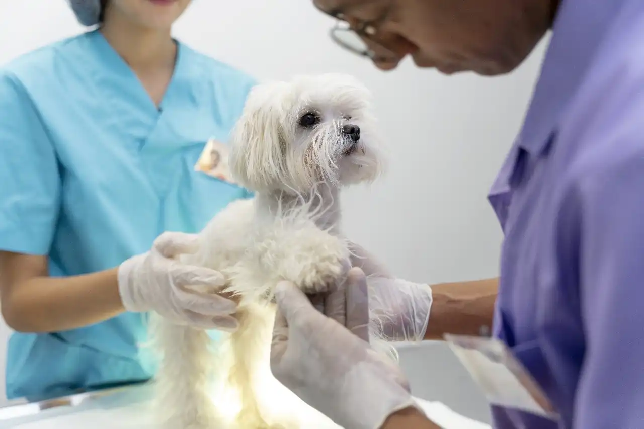 Mil vagas gratuitas para castração de pets estão abertas em São José