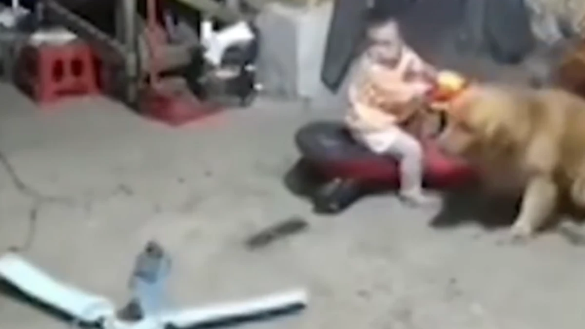 Cachorro puxa criança e evita que ventilador de teto caia sobre ela
