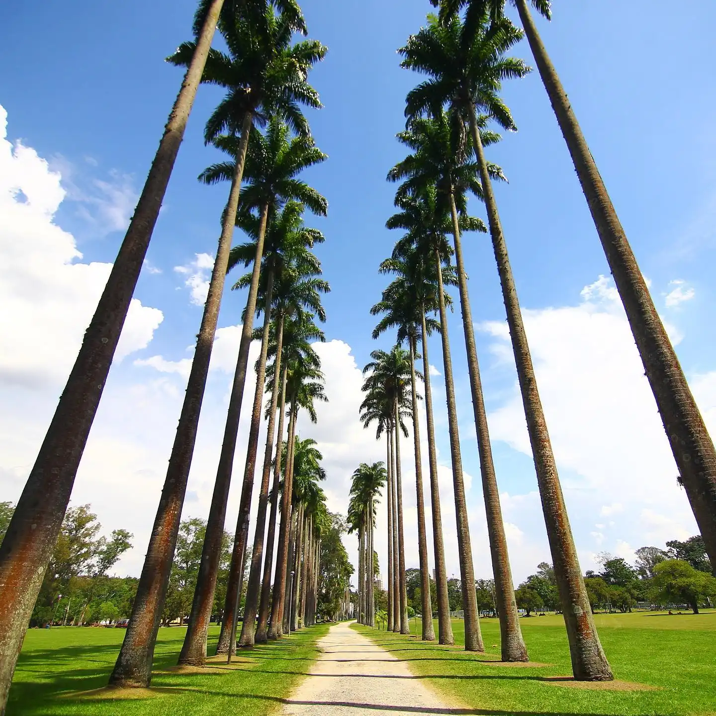Parque da Cidade recebe corrida em prol da doação de sangue
