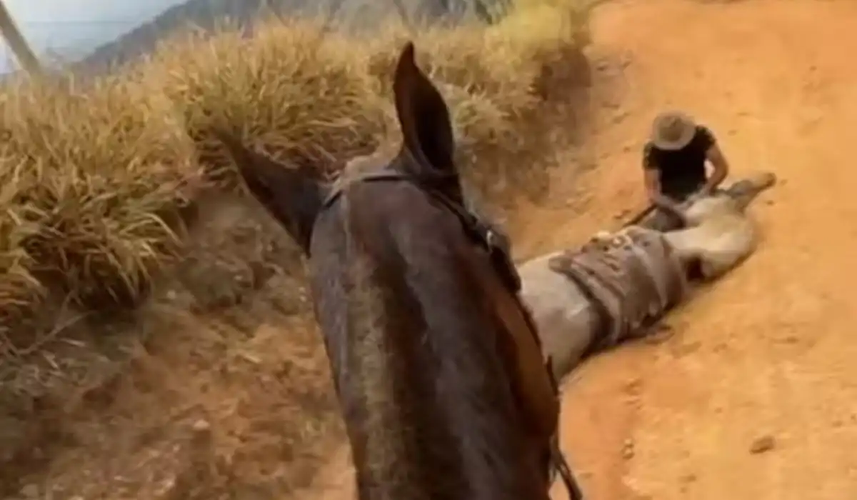 Quais os limites físicos de um cavalo? Entenda a “exaustão equina” e o risco que levou ao caso em Bananal