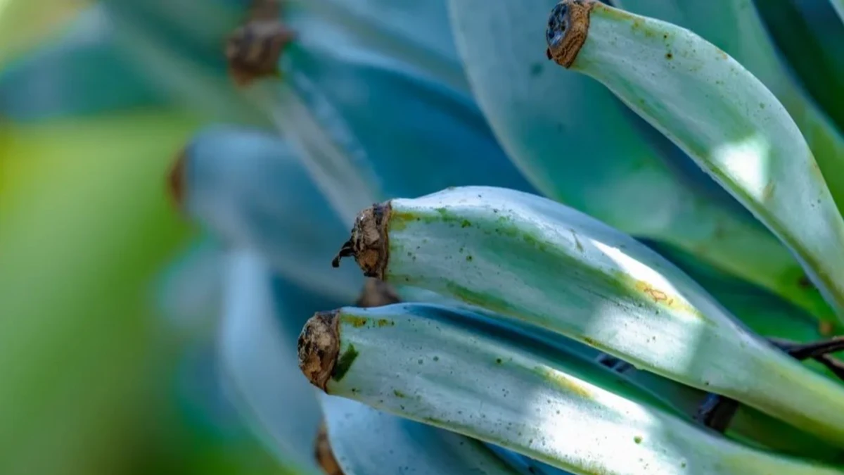 Banana de casca azul existe e muda de cor quando amadurece; conheça a Blue Java