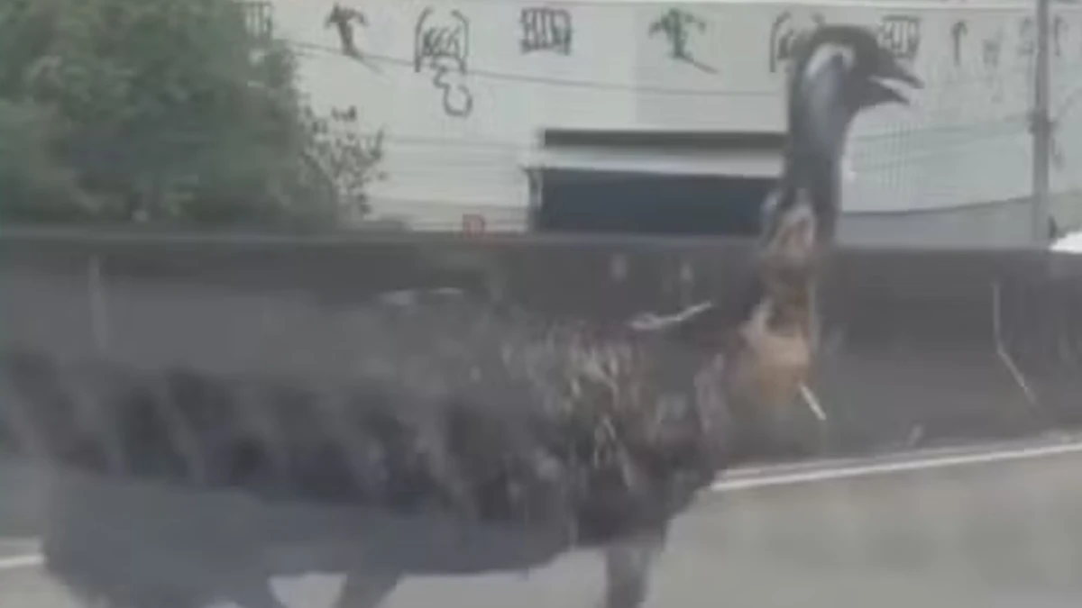 Emu é visto correndo em viaduto no Rio e mobiliza equipes de proteção animal