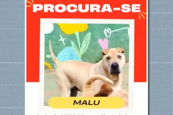 Golpe do pet desaparecido usa imagens geradas por IA para extorquir tutores