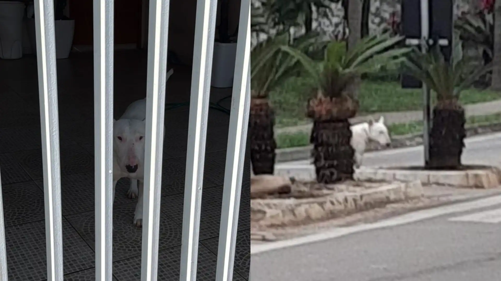 Bull Terrier envolvido em ataque a Shih-tzu volta a ser visto solto e assusta moradores no Jardim das Indústrias