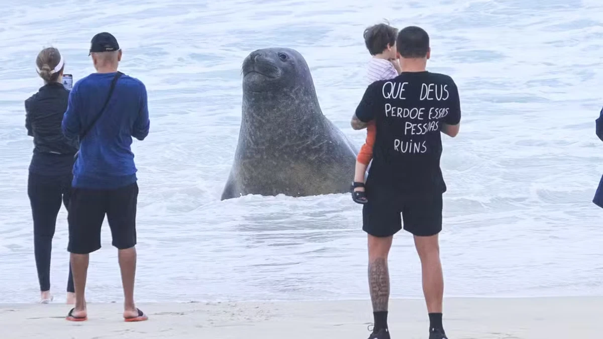 Elefante-marinho chama atenção ao aparecer em praia