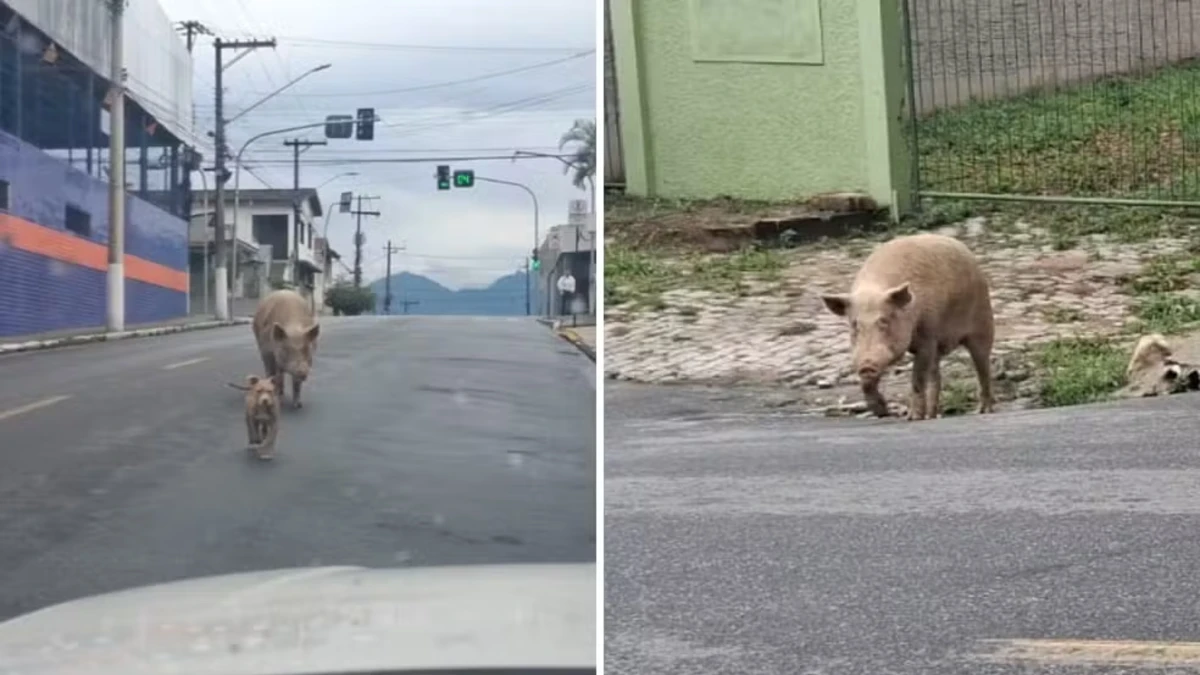 Porco é flagrado passeando entre carros e ao lado de cães em rua de Cruzeiro