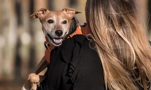 Lula sanciona lei que tira guarda de pets de agressores de mulheres