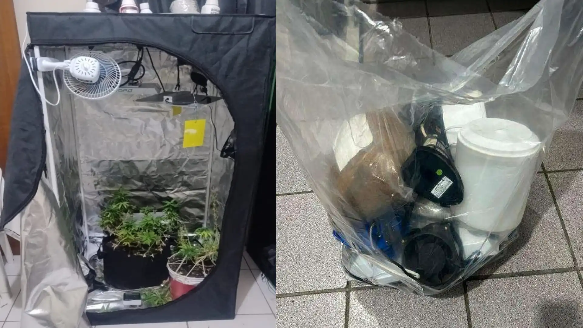 Homem mantinha duas estufas para cultivo de maconha em Potim