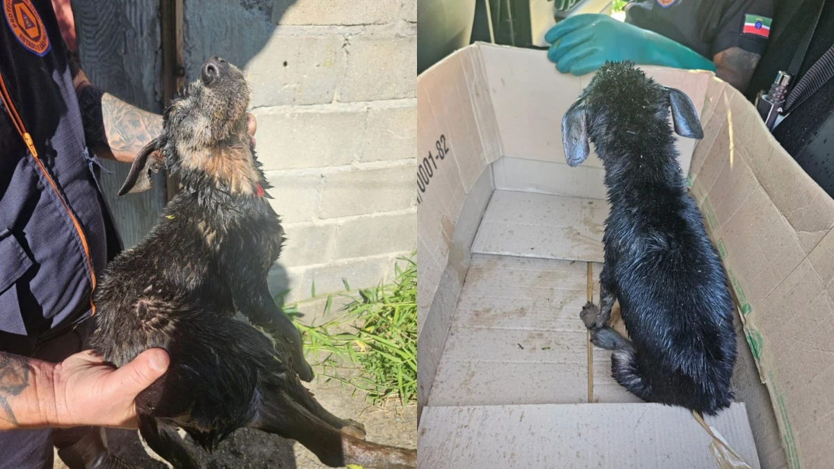 Cão cego é resgatado após ficar 24 horas preso em córrego de Pinda