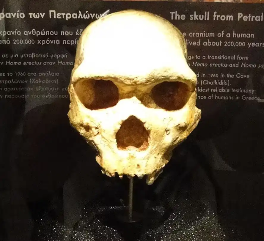 Mistério na Grécia: crânio de 300 mil anos encontrado não era de humano nem neandertal