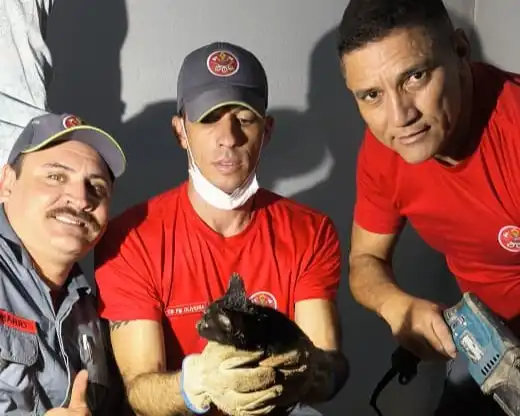 Gato é resgatado pelos Bombeiros após ficar preso emtubulação em Ubatuba