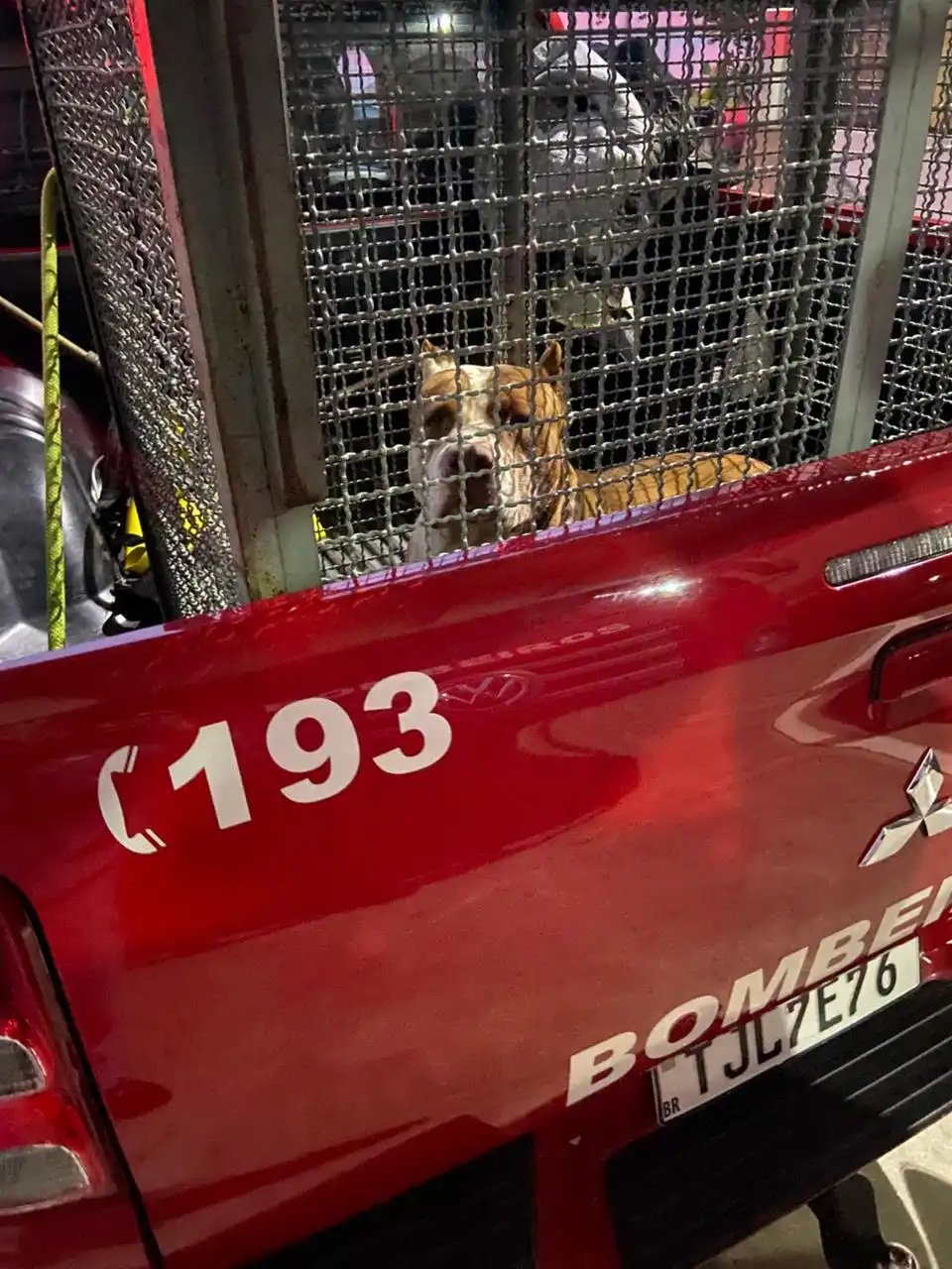 Pitbull é capturado por Bombeiros após atacar outro cachorro em Caraguatatuba