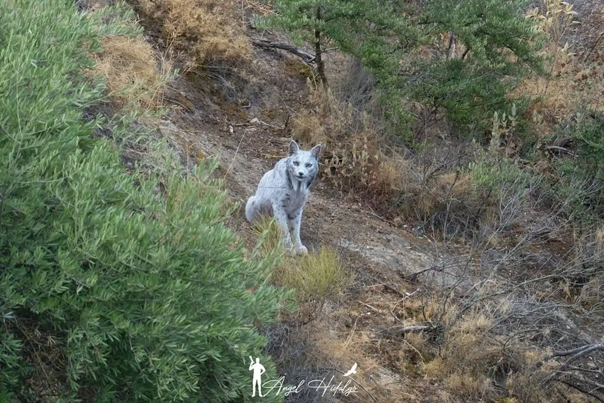 Animal extremamente raro é flagrado por fotógrafo amador na Espanha 