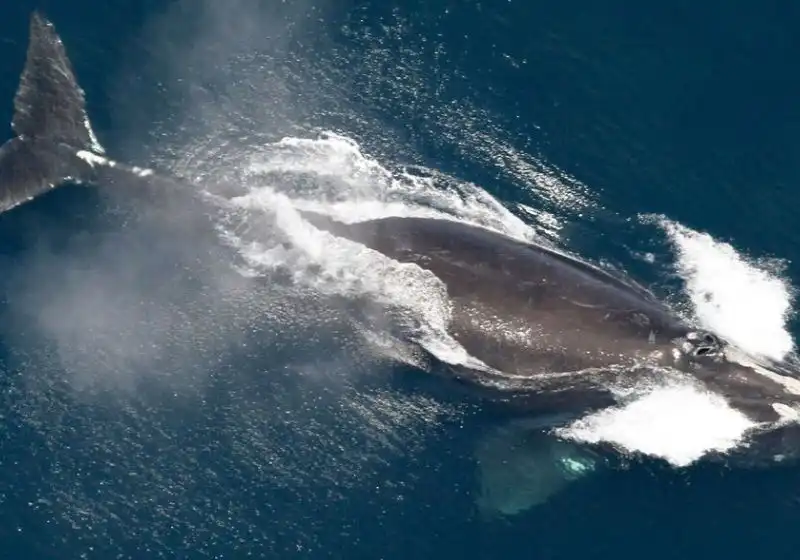 População de baleias ameaçadas de extinção volta a crescer, aponta estudo 
