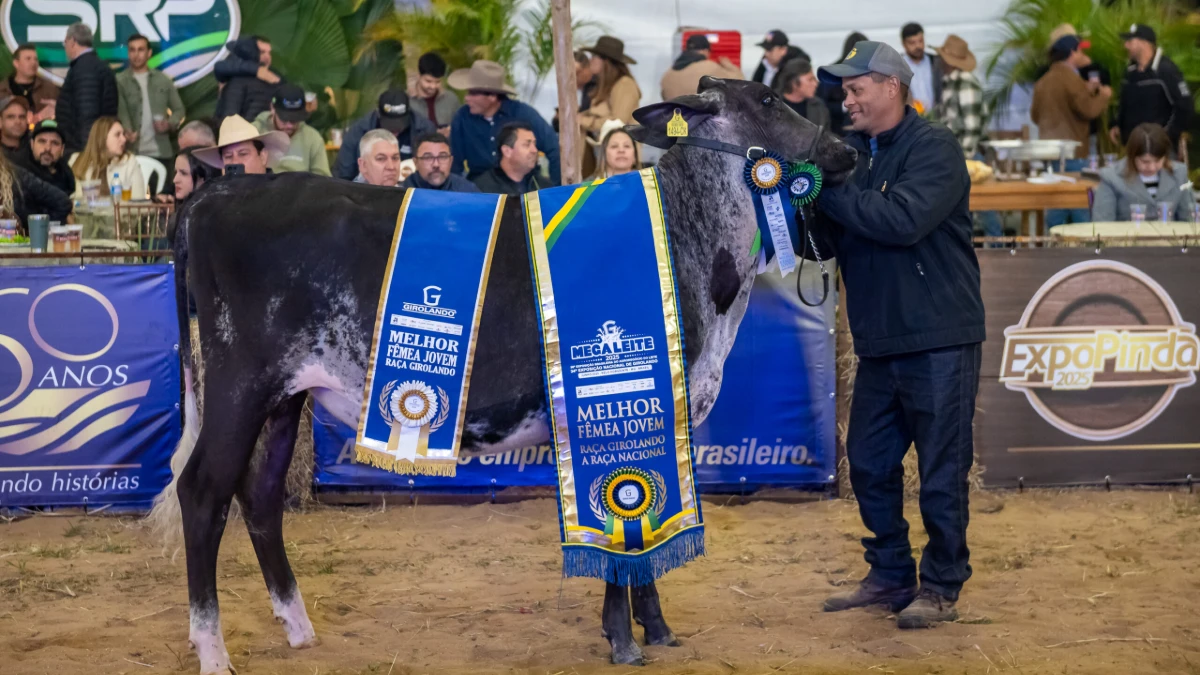 Torneio leiteiro e leilão de gado são atrações gratuitas em Pinda